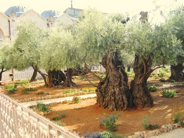 Гефсиманский сад. Место последней молитвы Иисуса Христа перед арестом и распятием
