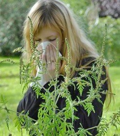 Лечение аллергии, вызванной пыльцой амброзии, – длительное и тяжелое.
